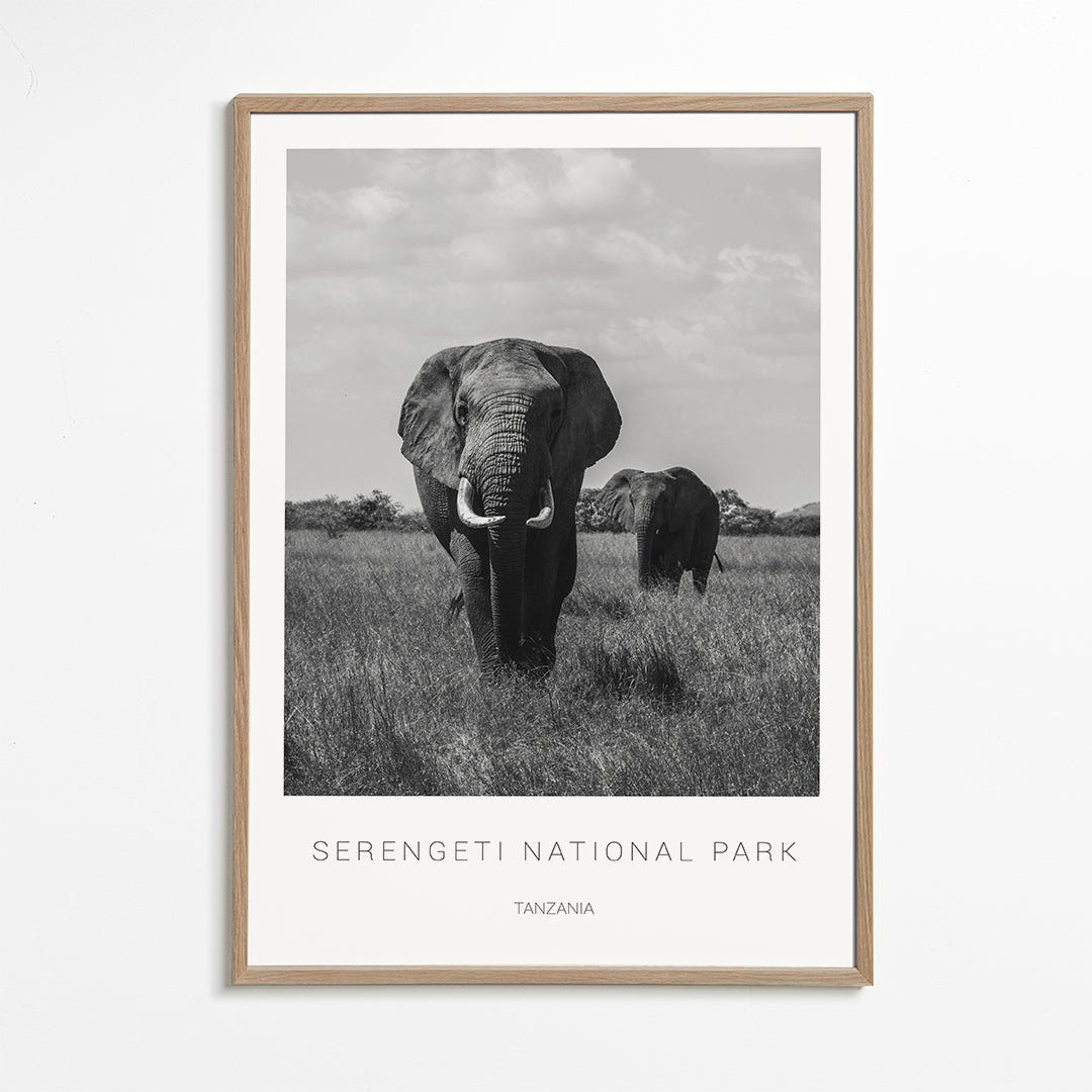 Elephants in Serengeti