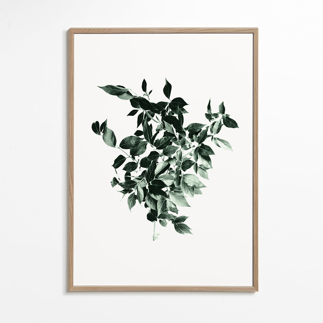 Leaves