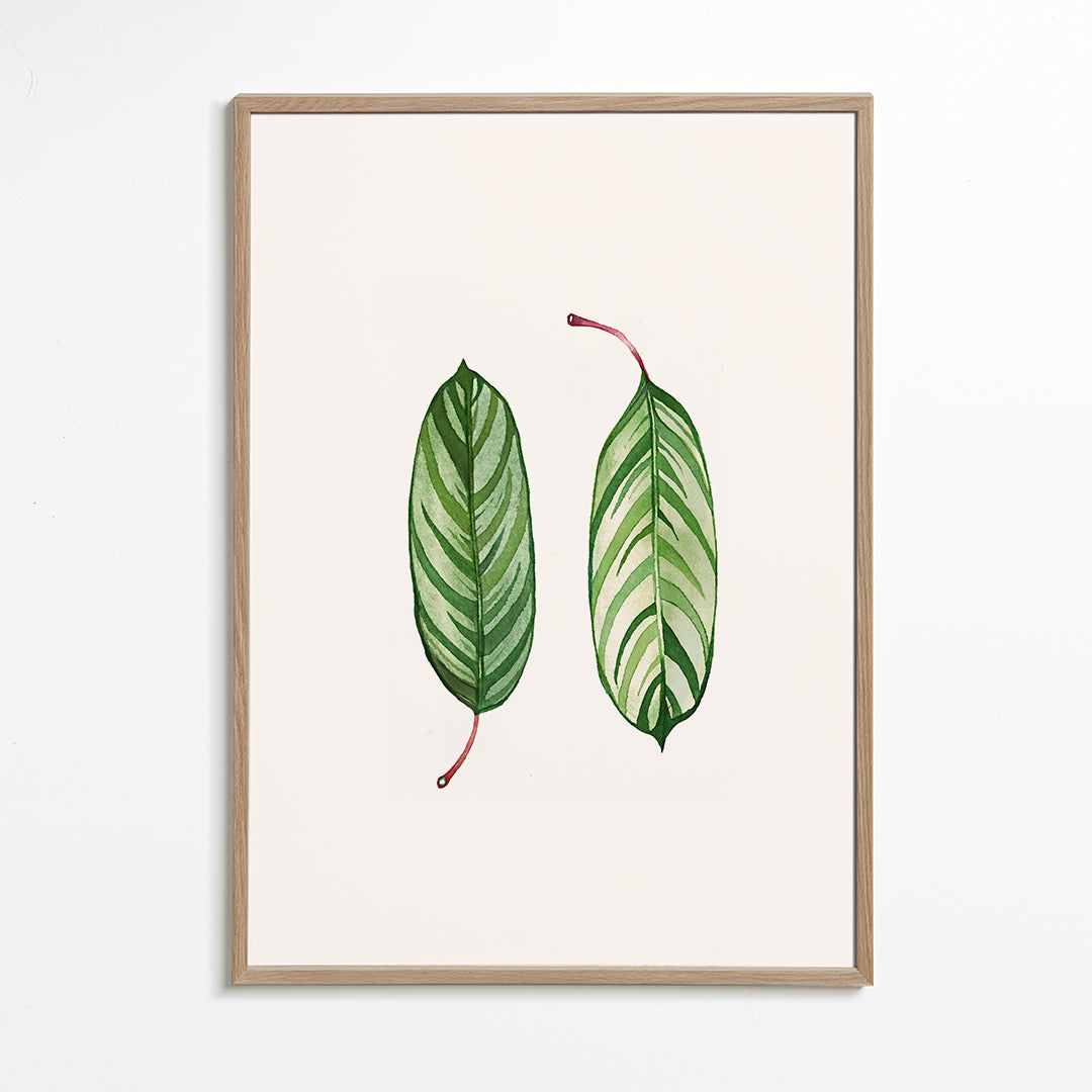 Calathea leaves