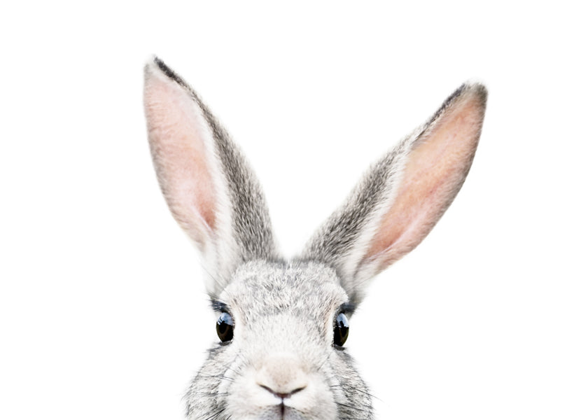 Peekaboo bunny