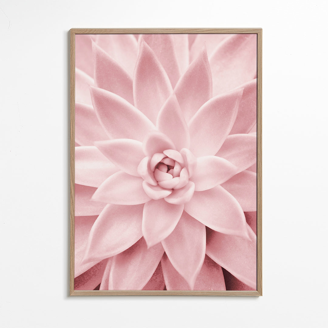 Pink succulent