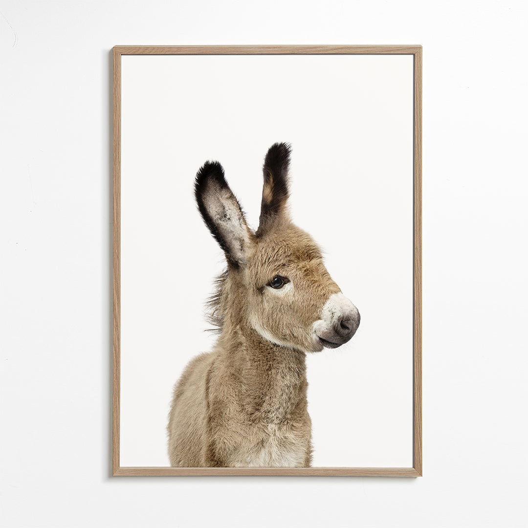 Baby Donkey