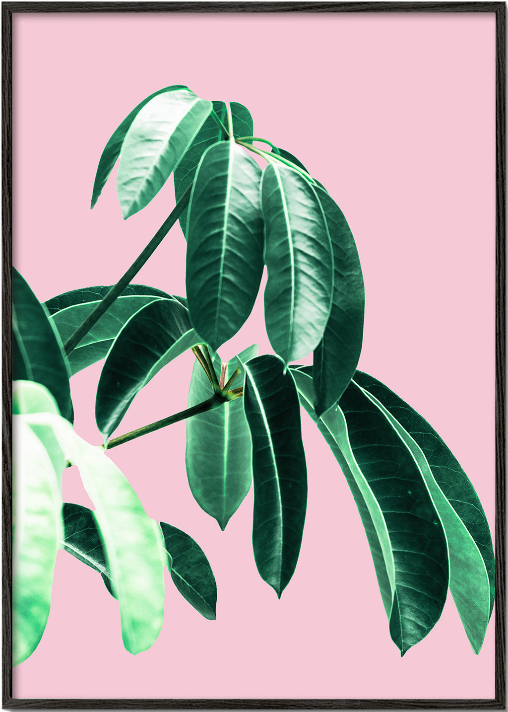 Pink Tropics 2