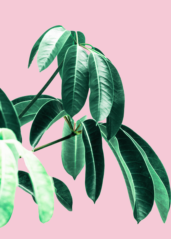 Pink Tropics 2