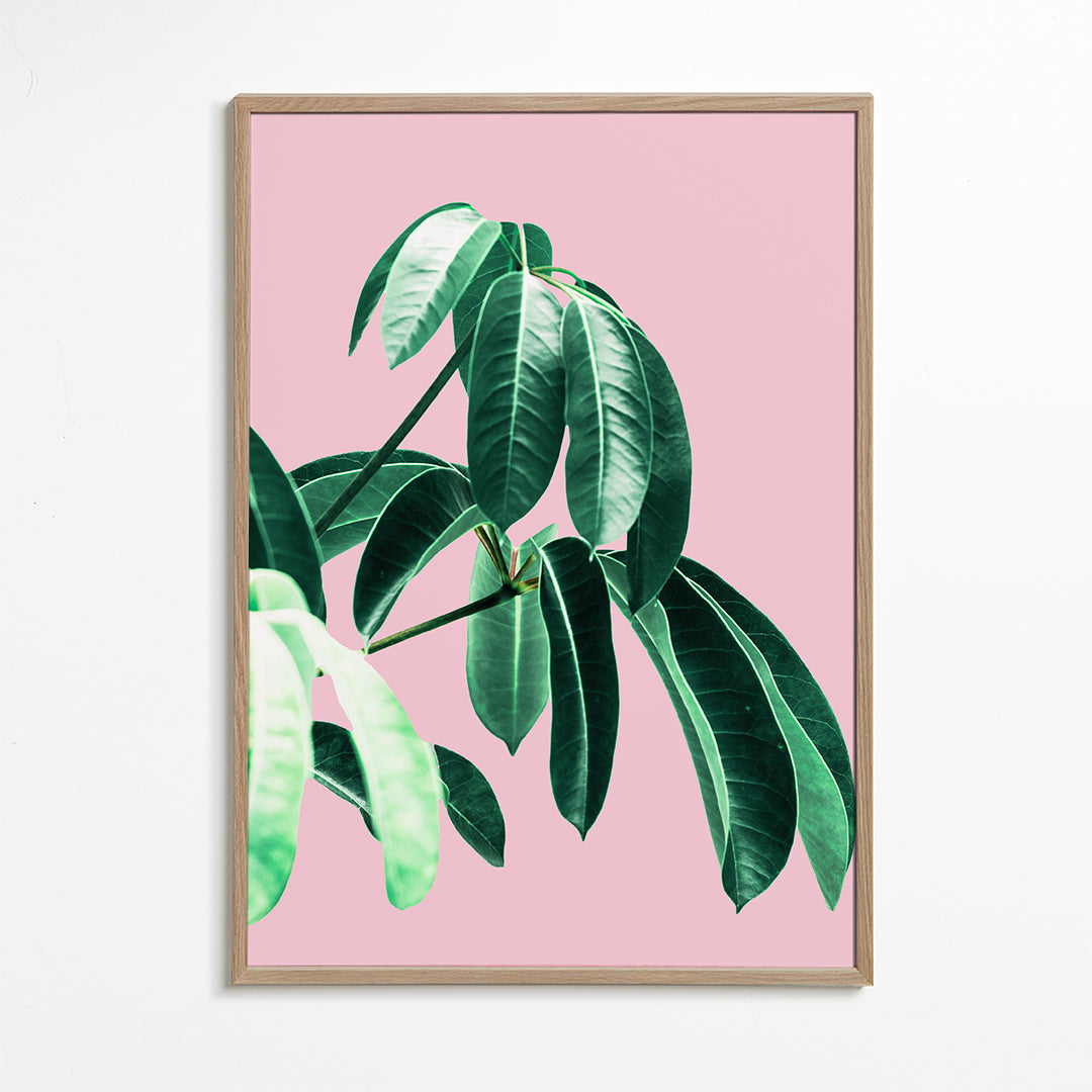 Pink Tropics 2