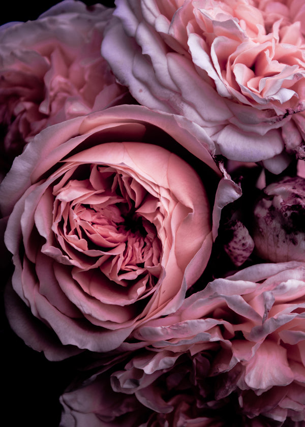 Vintage Pink 2