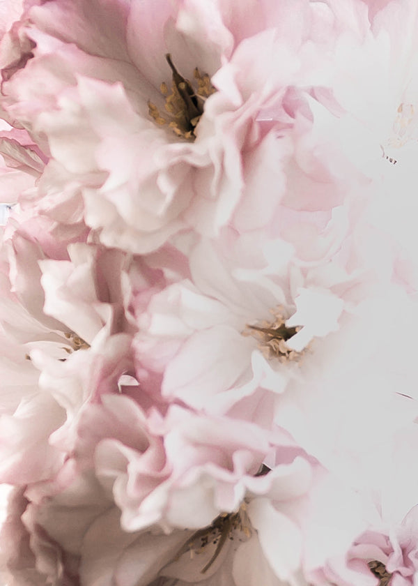 Pink Flowers 2