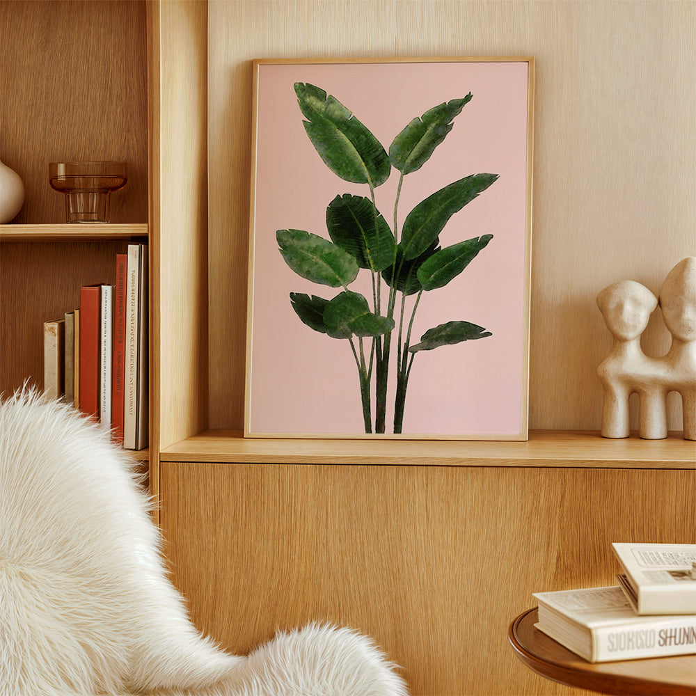 Bird of paradise plant on pink