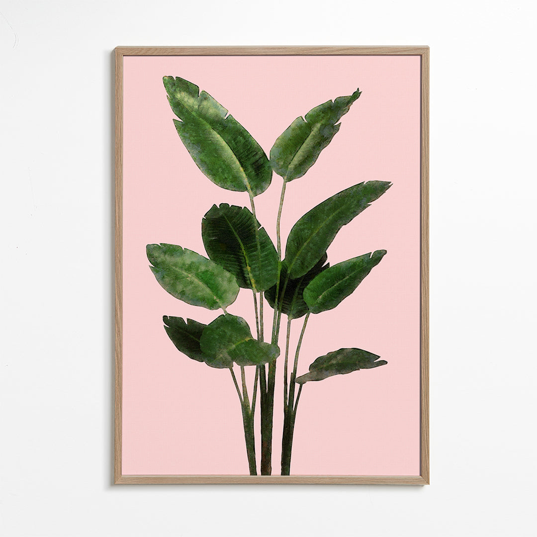 Bird of paradise plant on pink