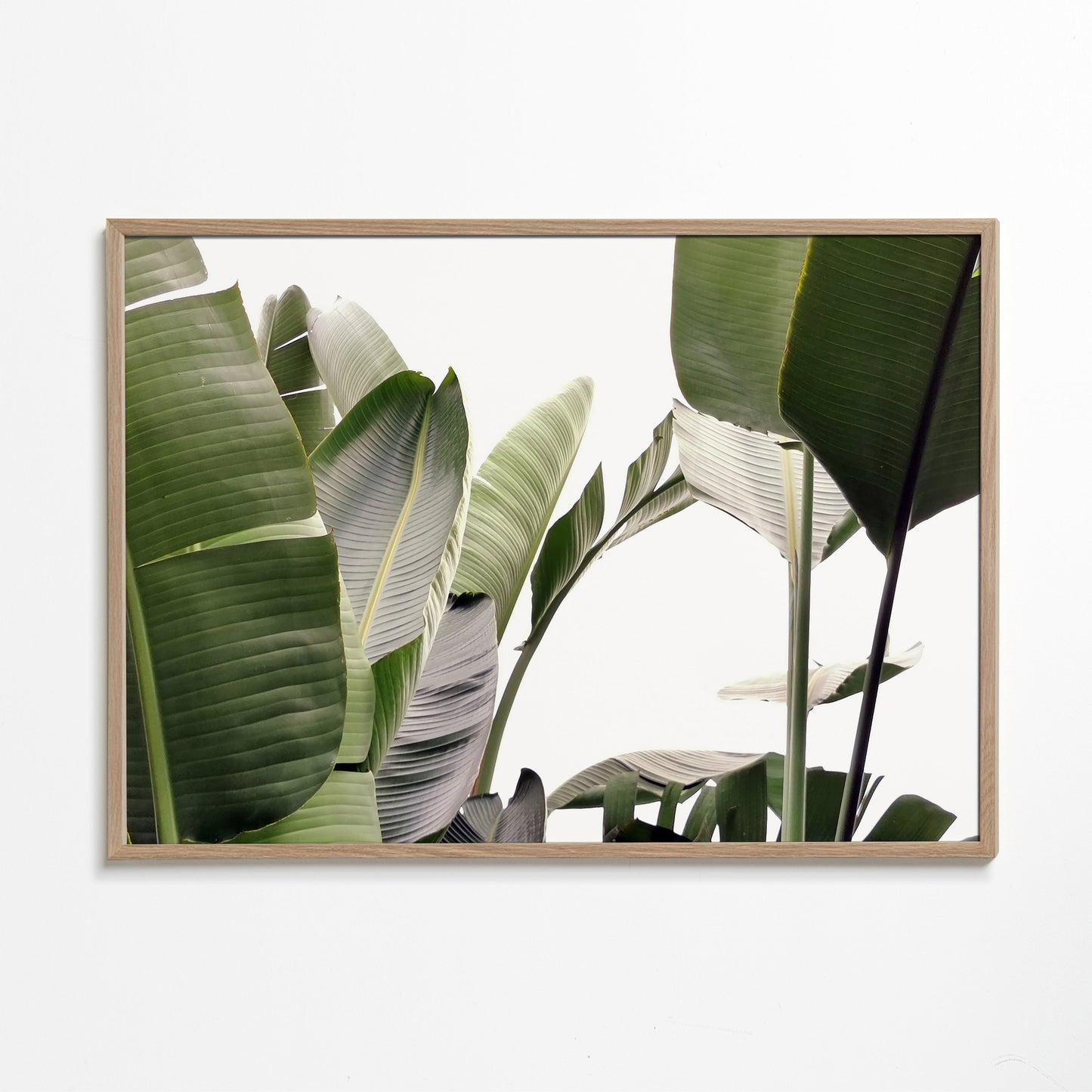 Travellers Palm Leaves 01