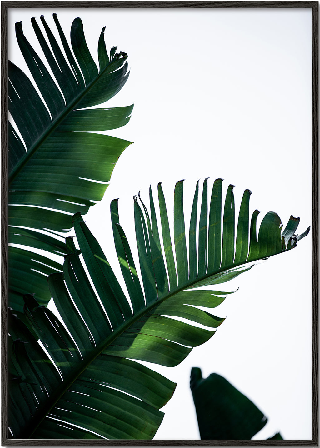 Banana Leaves 10