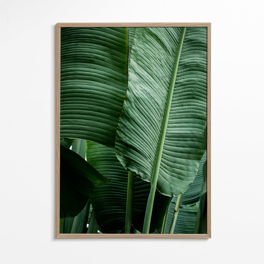 Leaves 14