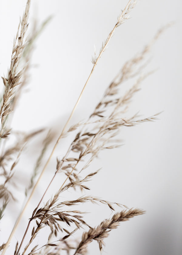 Summer Grass 2
