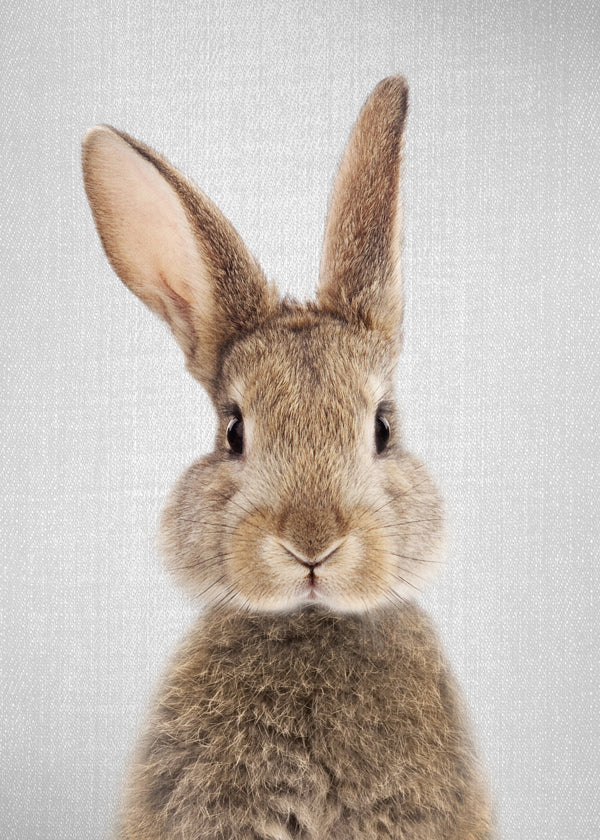 Rabbit