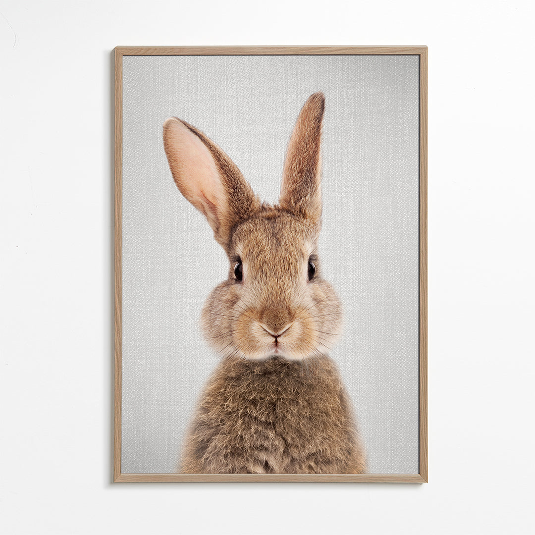 Rabbit