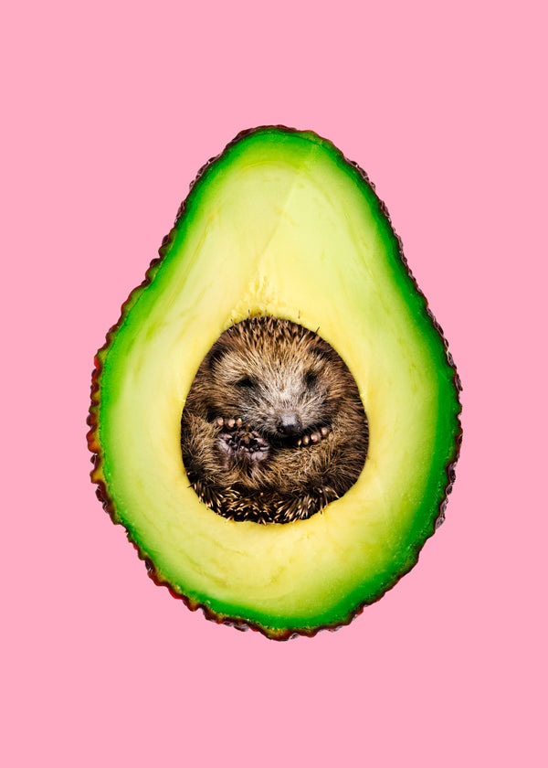 Hedgehogcado