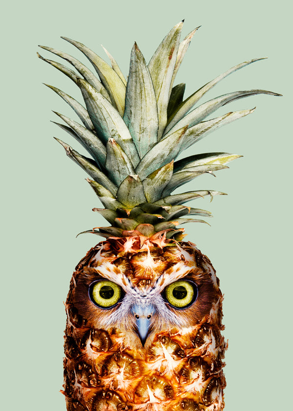 Pineapple Owl