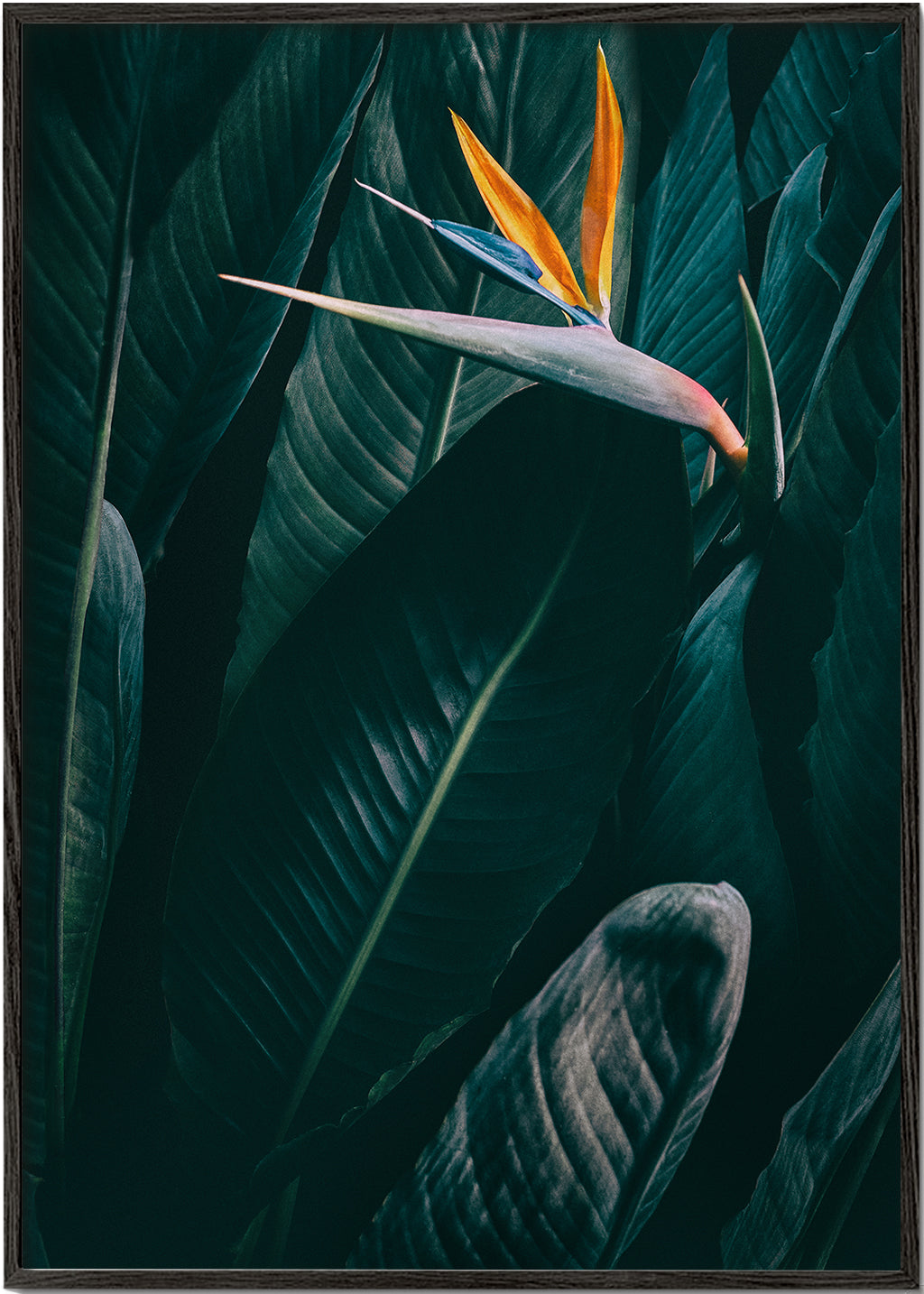 Bird of paradise