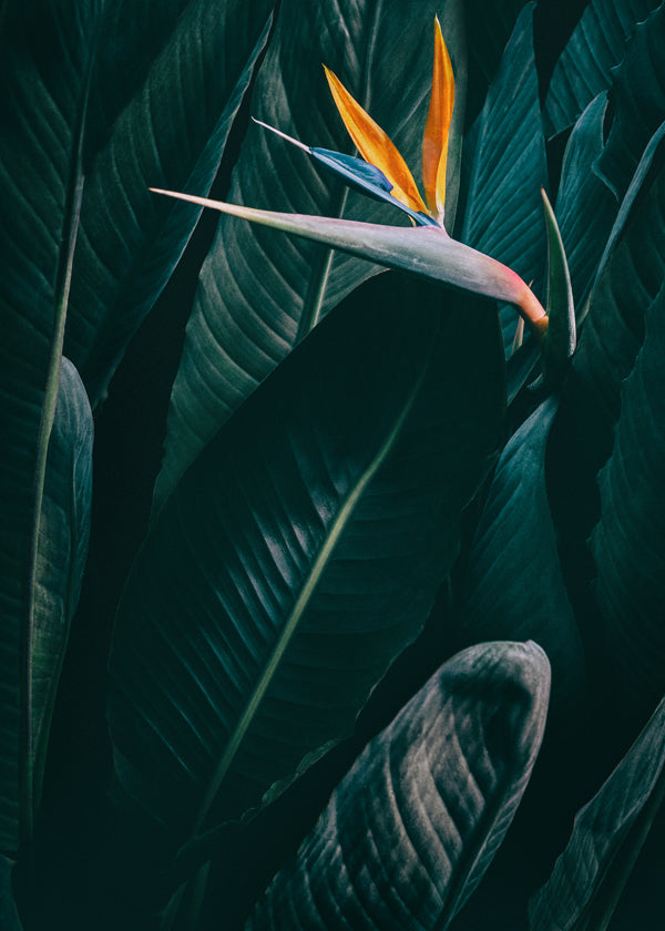 Bird of paradise