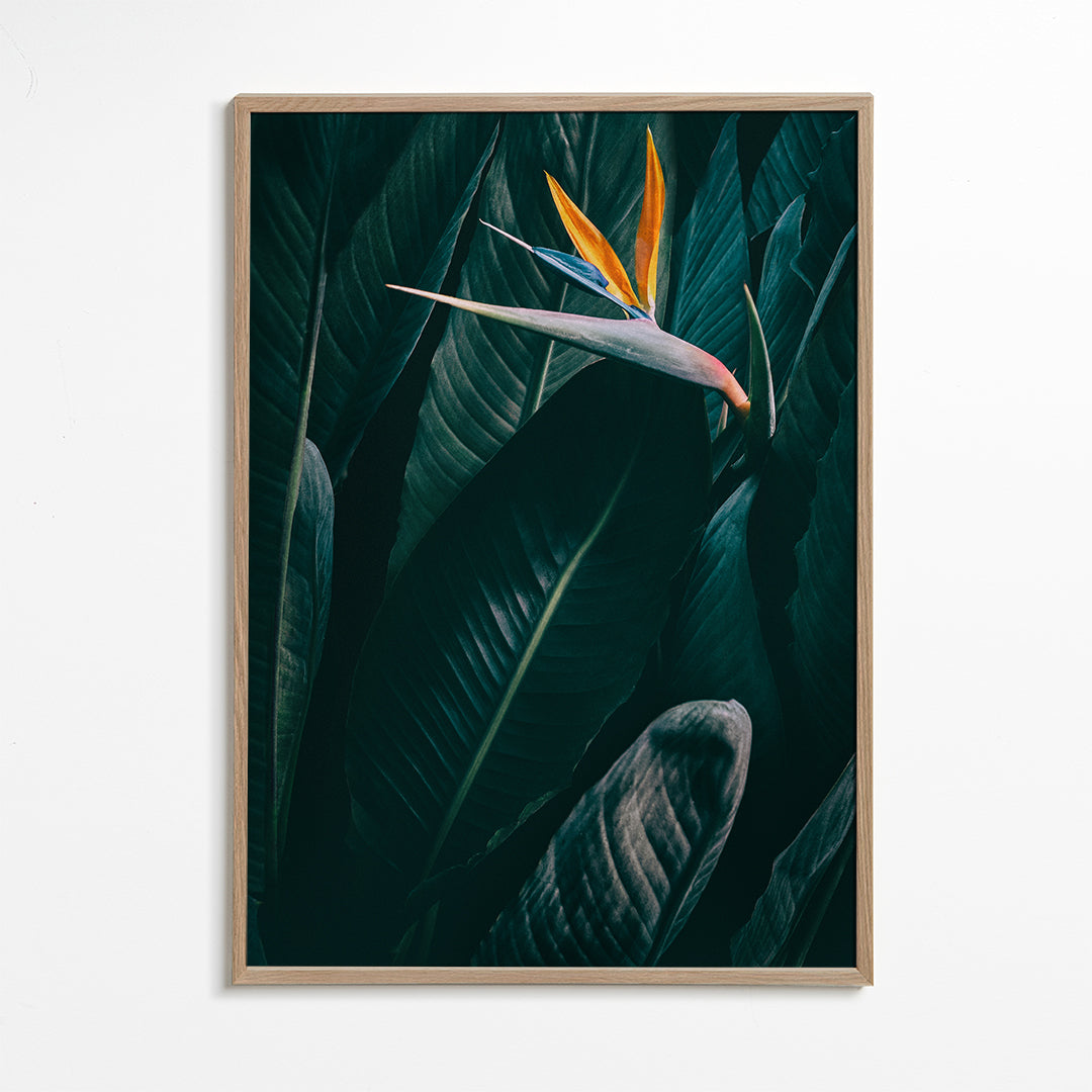 Bird of paradise
