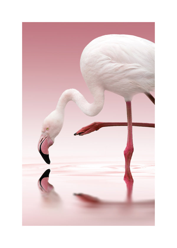 Flamingo - Doris Reindl