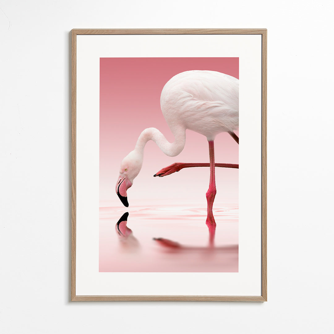 Flamingo - Doris Reindl