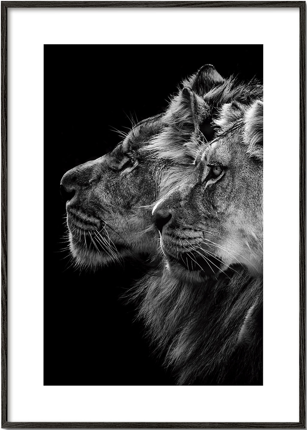 Lion and lioness portrait - Laurent Lothare Dambreville