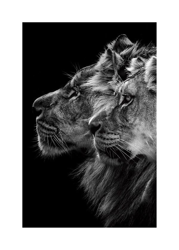 Lion and lioness portrait - Laurent Lothare Dambreville