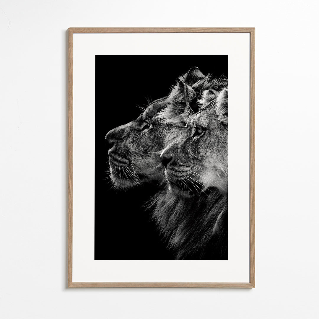 Lion and lioness portrait - Laurent Lothare Dambreville