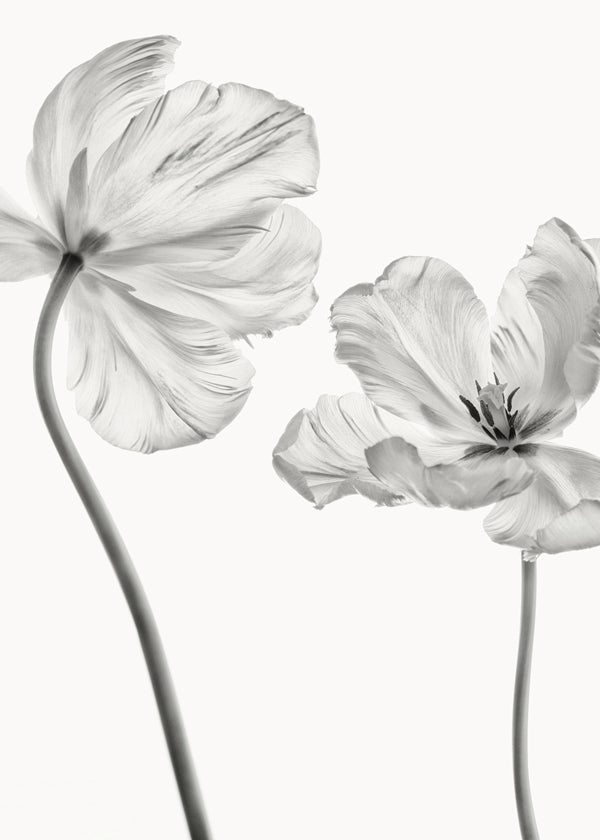 Same tulip front and backview - Lotte Grønkjær