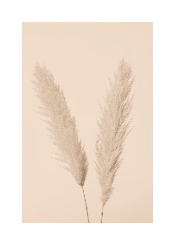 Pampas Grass Beige 01 - 1x