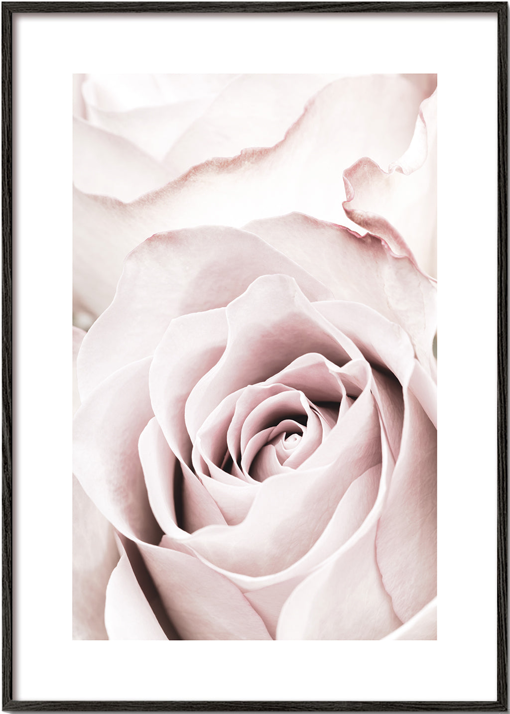 Pink Rose No 05