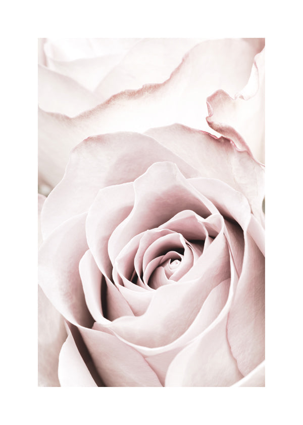 Pink Rose No 05