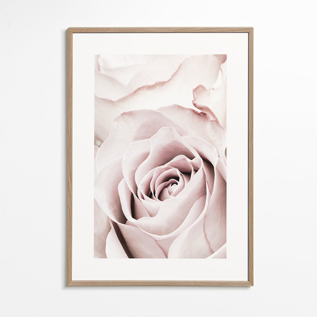 Pink Rose No 05