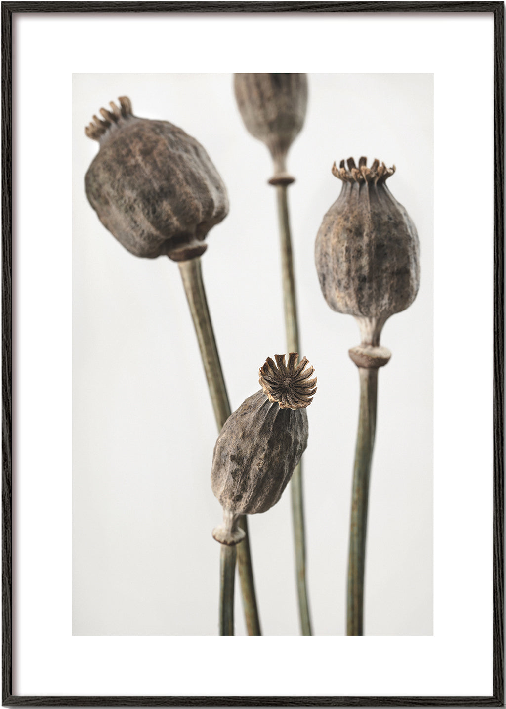 Dried II