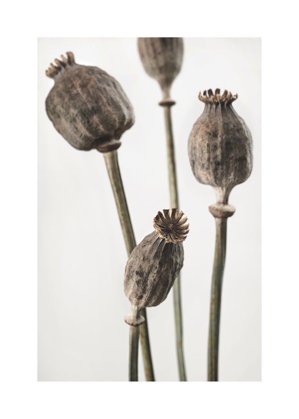 Dried II