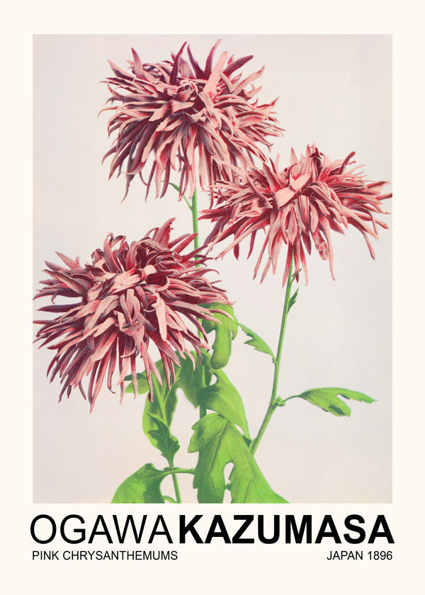 Pink Chrysanthemums (Special Edition) - Ogawa Kazumasa