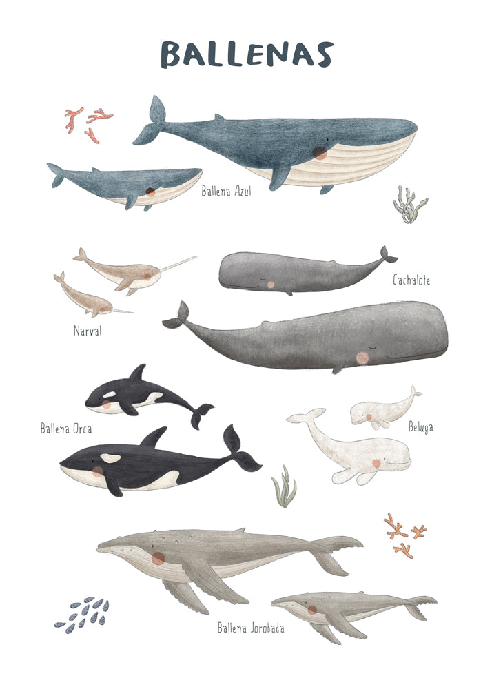 Ballenas fondo blanco