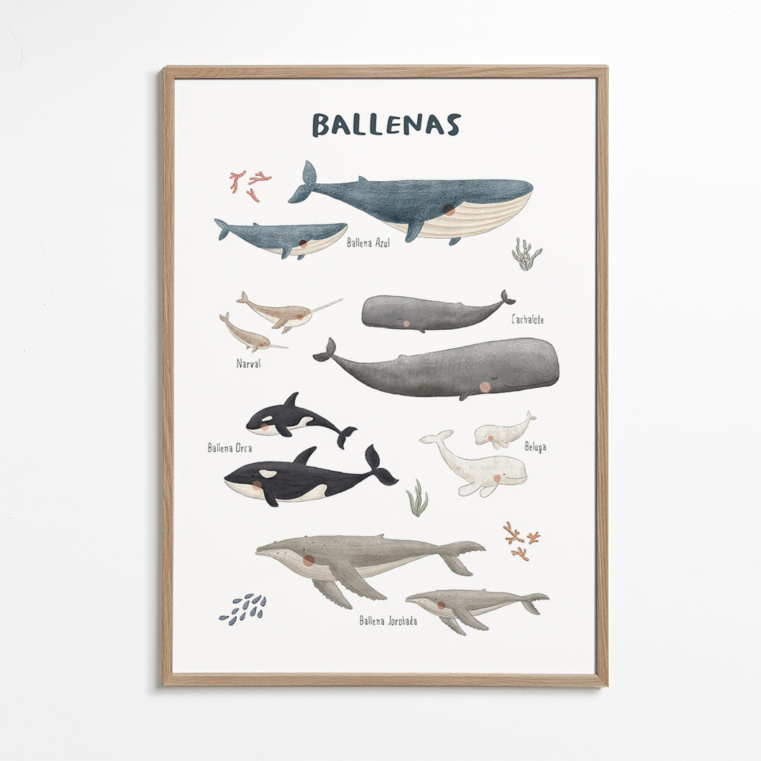 Ballenas fondo blanco