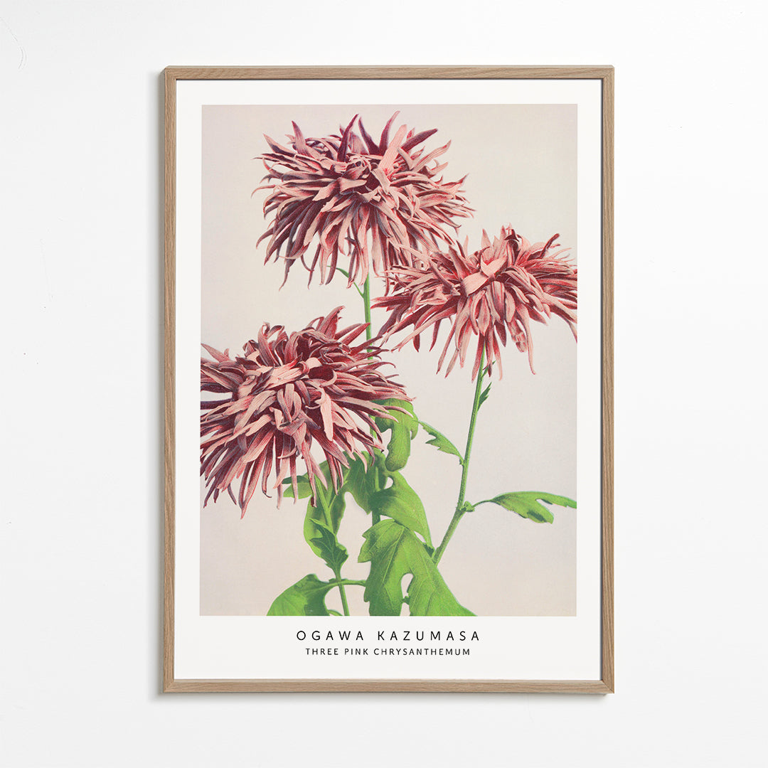 Ogawa Kazumasa THREE PINK CHRYSANTHEMUM