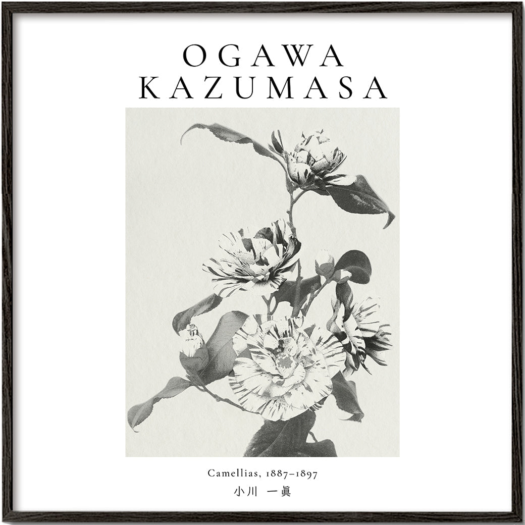 Striped camellias remix by Ogawa Kazumasa - Square
