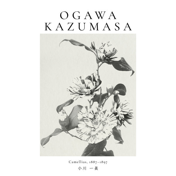 Striped camellias remix by Ogawa Kazumasa - Square