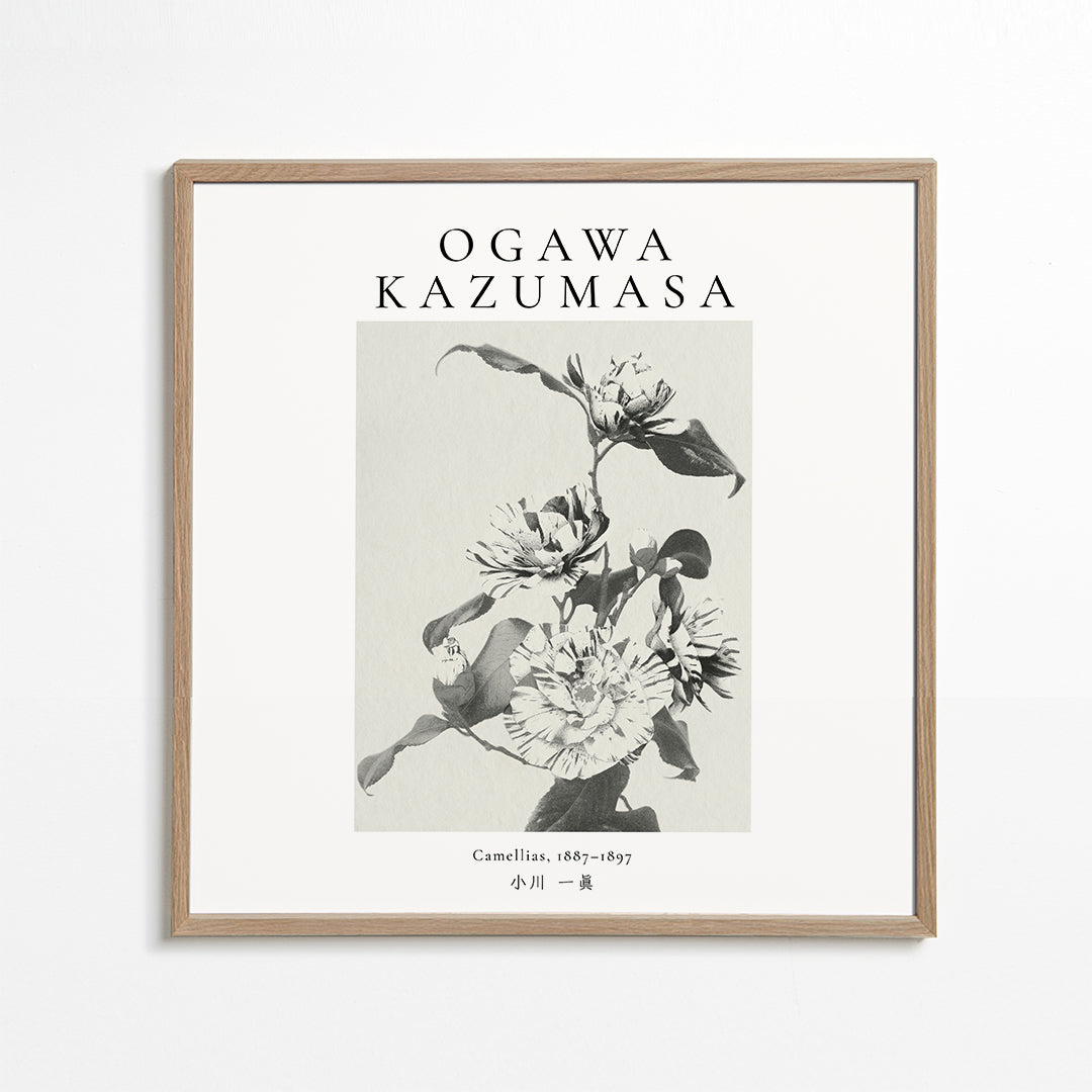 Striped camellias remix by Ogawa Kazumasa - Square