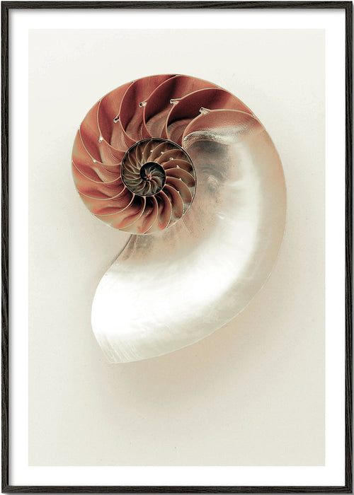 Photograph of nautilus spiral