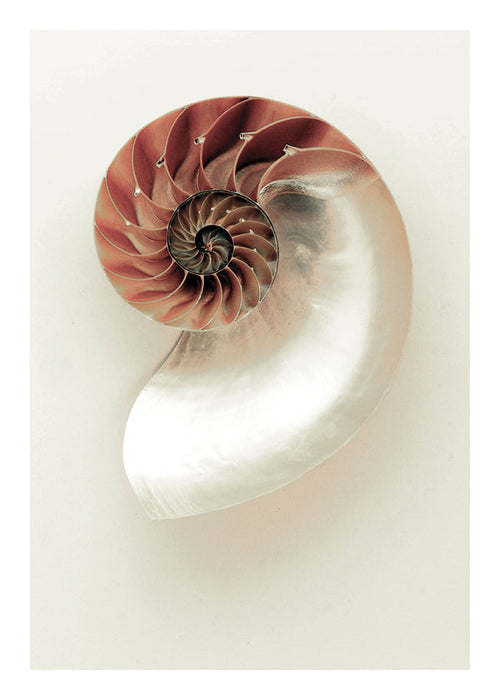 Photograph of nautilus spiral