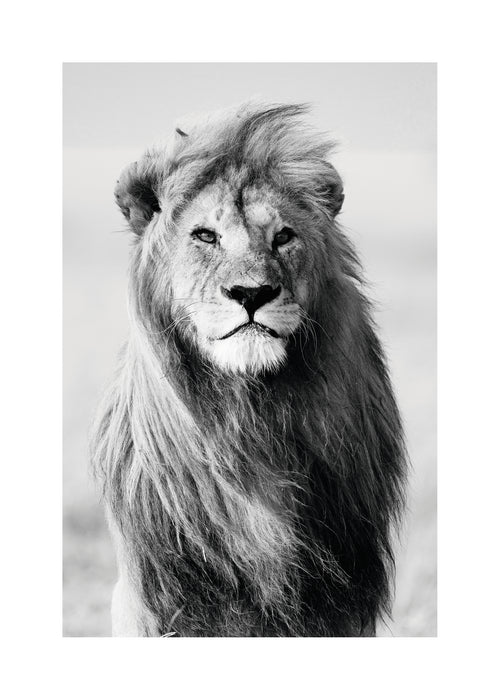 Majestic lion - Unframed art print