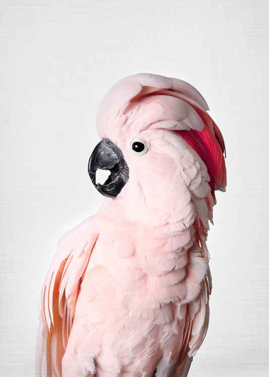 Pink cockatoo