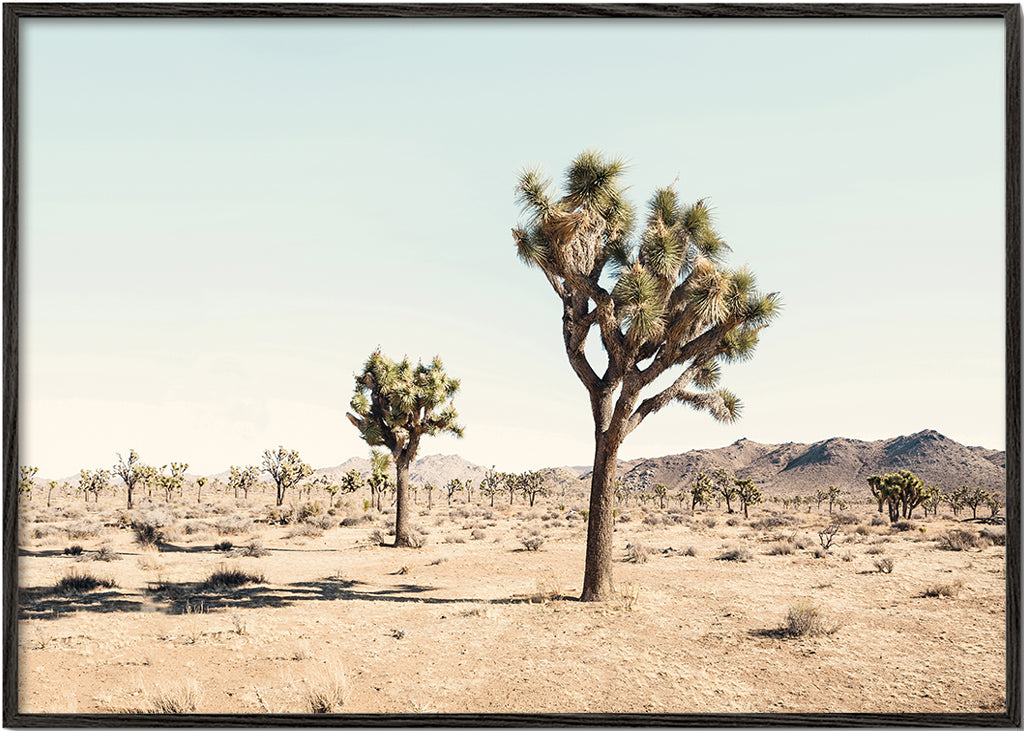 Joshua tree