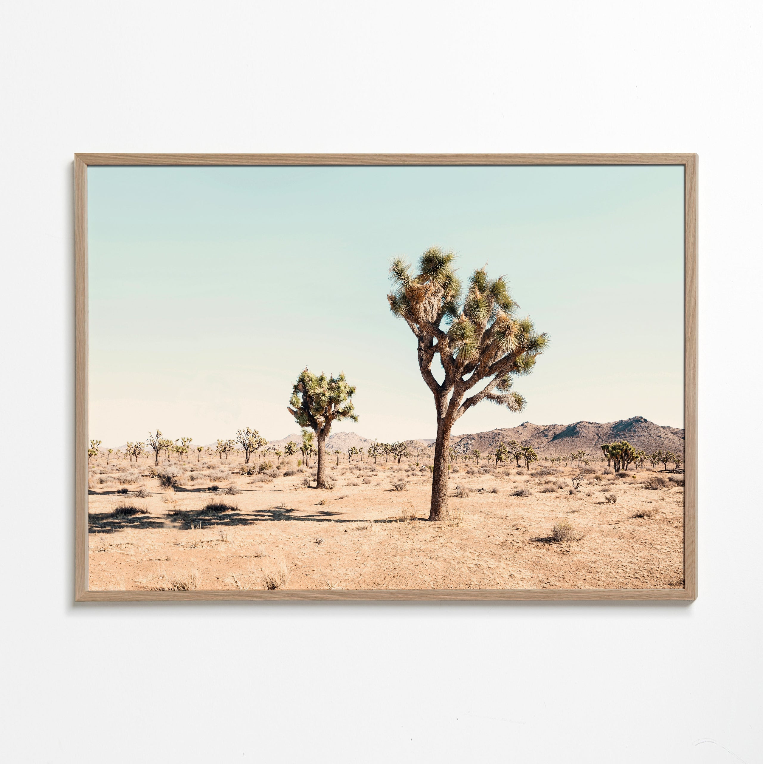 Joshua tree