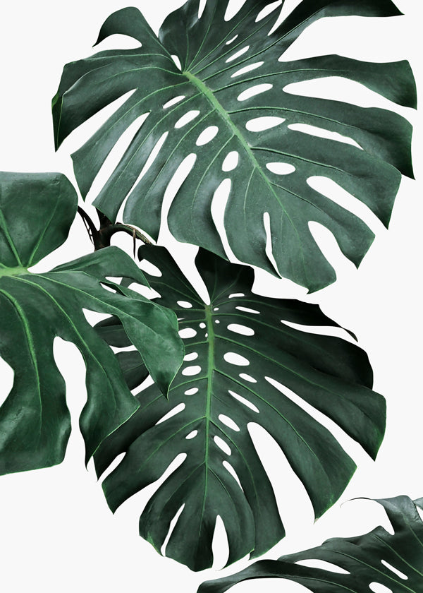 Monstera